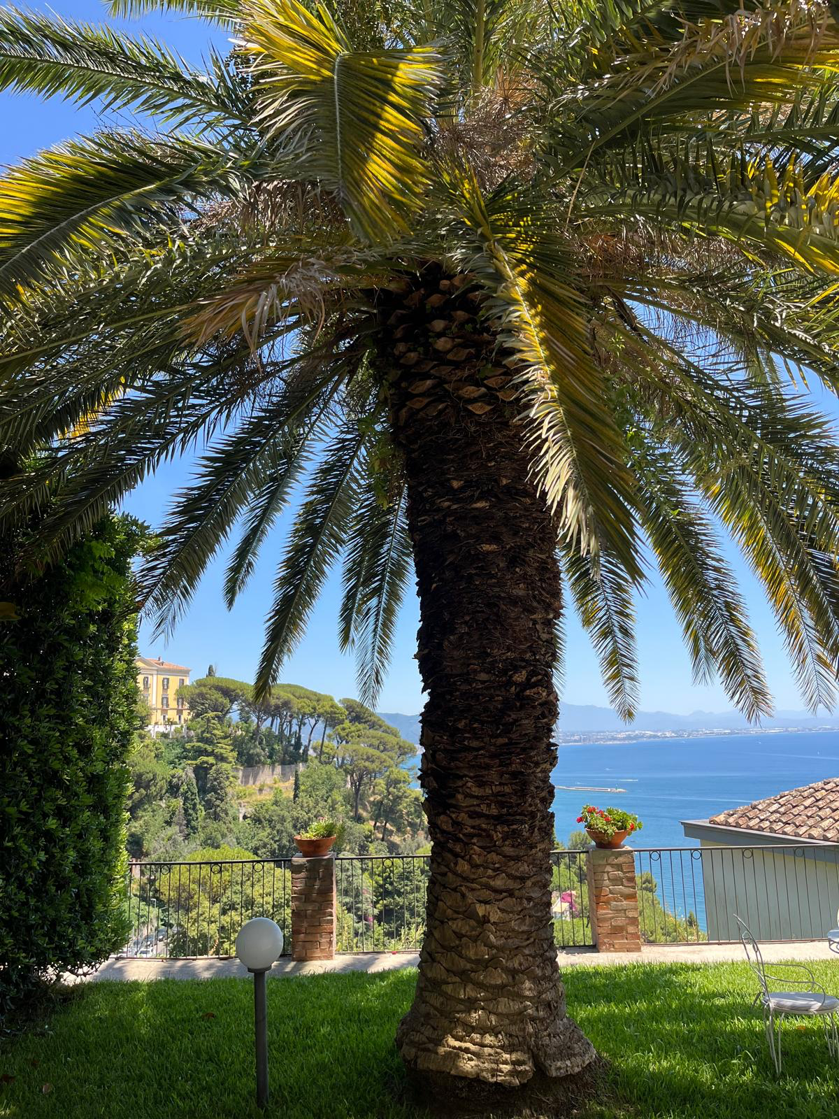 Palma nel giardino con vista sul mare