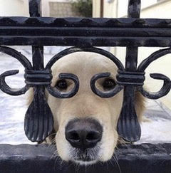 Cane accolto a Villa San Vito